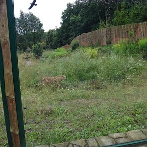 Cheetah enclosure
