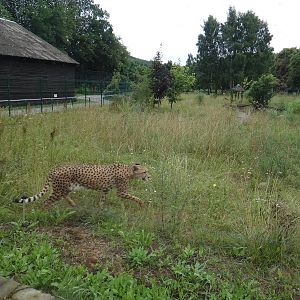 Cheetah enclosure