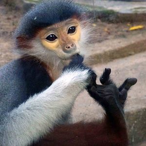 Red-shanked douc langur, May 2013.