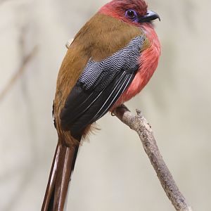 Red-headed Trogon (Harpactes erythrocephalus) at Voliere Mythenquai in Zuri