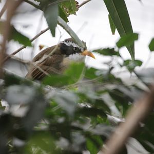 Scimitar-babbler (Pomatorhinus spp.) ID please - Voliere Mythenquai in Zuri