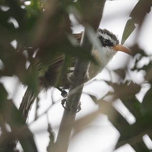 Scimitar-babbler (Pomatorhinus spp.) ID please - Voliere Mythenquai in Zuri