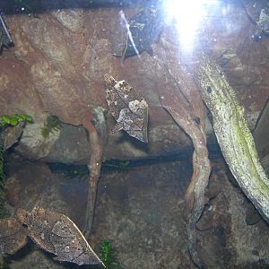 Amazon Leaf Fish