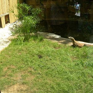 Look who's back on exhibit KOMODO DRAGON