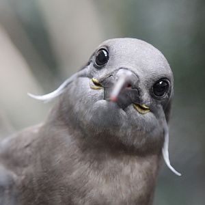Inca Tern (Larosterna inca)