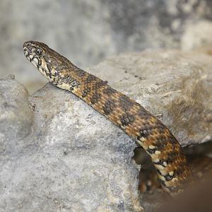 Viperine Snake (Natrix maura)
