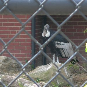 Look Who's Back ANDEAN CONDOR