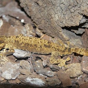 Gunthers Leaf-tailed Gecko (Uroplatus guentheri)