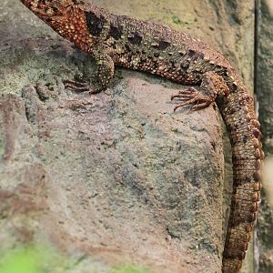 Crocodile Lizard (Shinisaurus crocodilurus)
