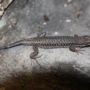 Parthenogenetic Rock Lizard (Darevskia/Lacerta unisexualis)