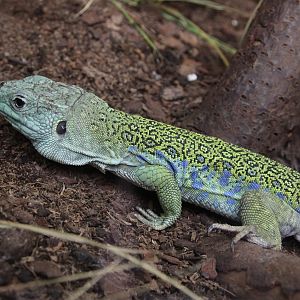 Ocellated Lacerta (Timon lepidus)
