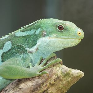 Fiji Banded Iguana (Brachylophus fasciatus)