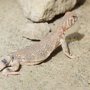 Oman Spiny-tailed Lizard (Uromastyx thomasi)