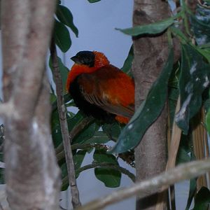 Orange Bishop(Euplectes franciscanus)
