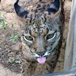 Iberian lynx, July 2013.