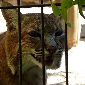 Bobcat, July 2013.