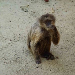 Weeper capuchin, July 2013.