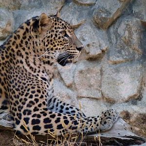 Sri Lankan leopard, July 2013.