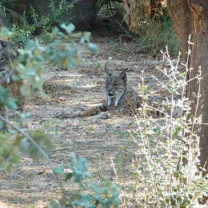 Iberian lynxes, July 2013.
