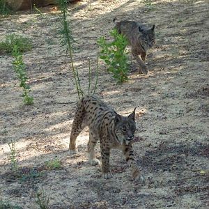 Iberian lynxes, July 2013.