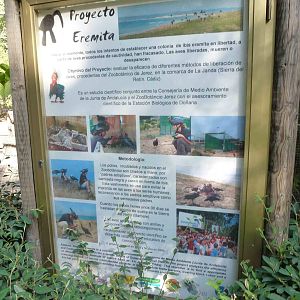 Northern bald ibis project board, July 2013.