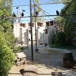 Waldrapp aviary, July 2013.