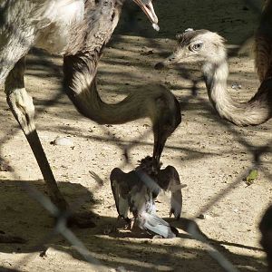 Rheas playing with a dead pigeon, July 2013.