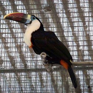 White-throated toucan, July 2013.