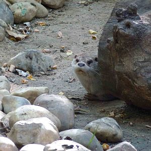 European otter, July 2013.