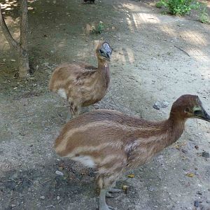 Little cassowaries, July 2013.