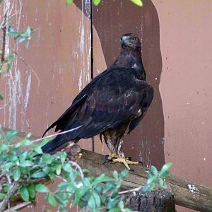 Spanish golden eagle, July 2013.