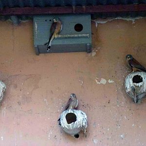 Lesser kestrels, July 2013.