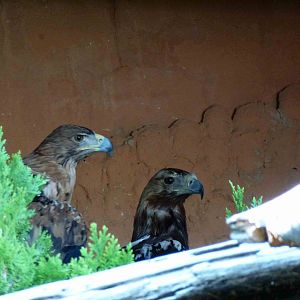 Spanish Imperial eagles, July 2013.