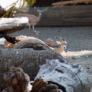Dorcas gazelles, July 2013.