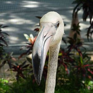 Juvenile flamingo, June 2013.