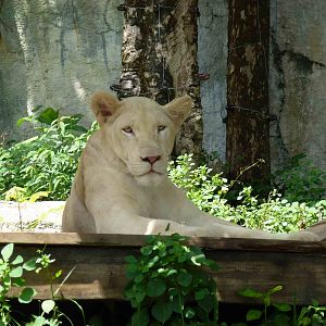 White lion, June 2013.