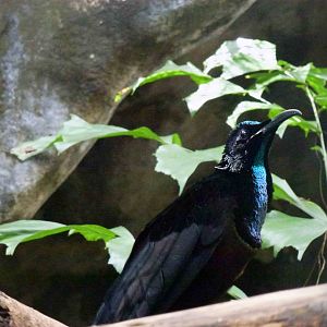 Magnificent riflebird, June 2013.