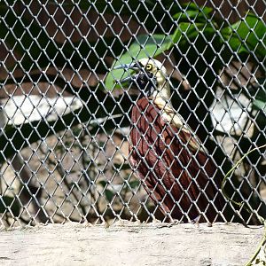 Male lesser BoP, June 2013.
