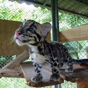 Clouded leopard cub, June 2013.
