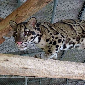 Clouded leopard, June 2013.