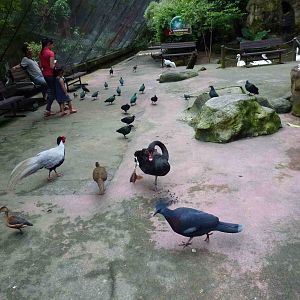 Birds in the aviary, June 2013.