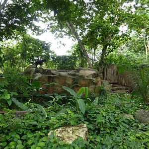 Serow enclosure, June 2013.