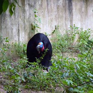 Single-wattled cassowary, June 2013.