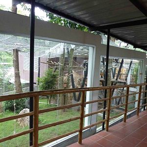 Koala enclosure, June 2013.