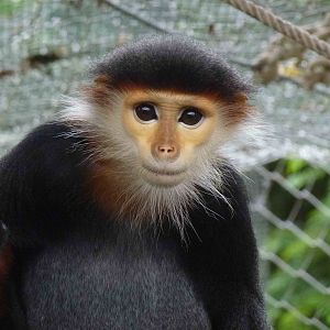Red-shanked douc langur, June 2013.