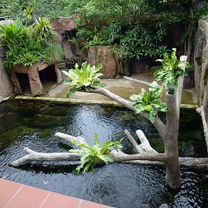 Spectacled caiman enclosure, June 2013.