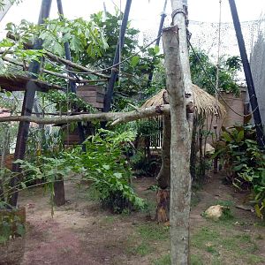 Squirrel monkey enclosure, June 2013.
