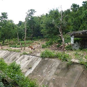 Banteng paddock, June 2013.