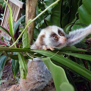 Young Bengal slow loris, June 2013.