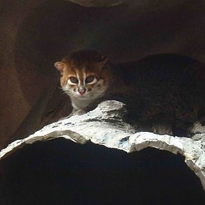 Flat-headed cat, June 2013.